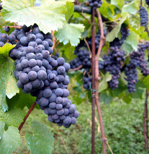 Entre Pins et Vignes, une des plus belles randos proposées par Insolite Ride en Ardèche